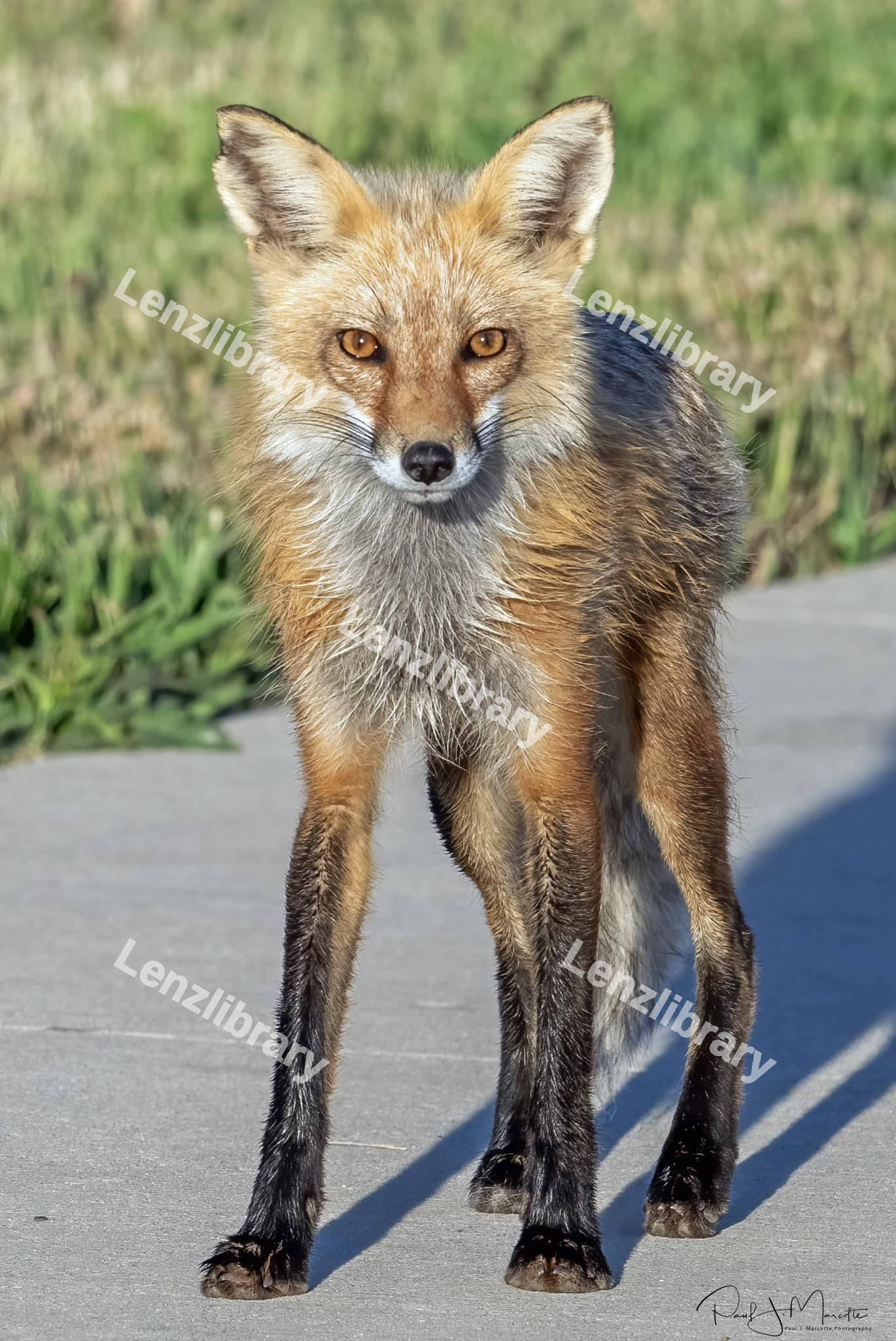 Eastern American Red fox